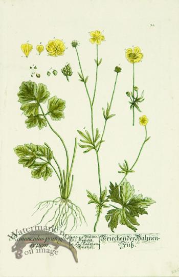 Blackwell German 206